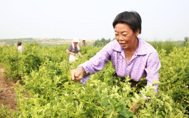 河北内丘：中药材成扶贫支柱