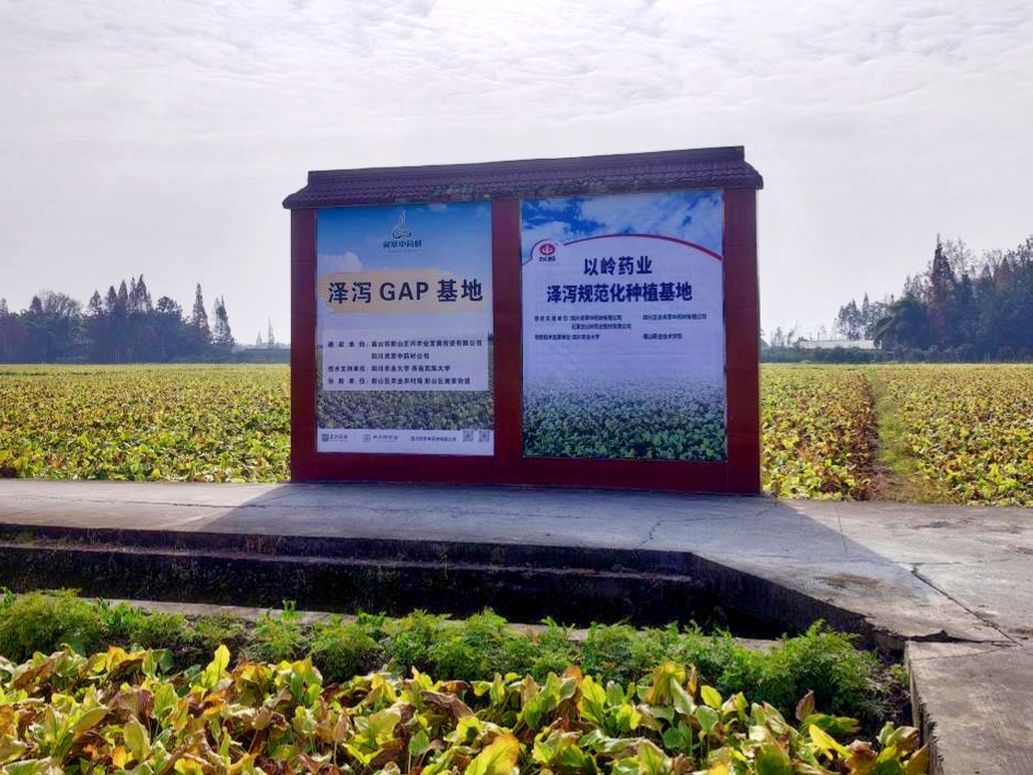 从源头提升中药质量，以岭药业泽泻种植基地通过GAP延伸检查