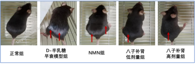 探索抗衰老研究新途径 促进有生命质量的老龄化