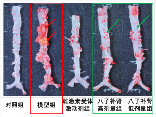 探索抗衰老研究新途径 促进有生命质量的老龄化