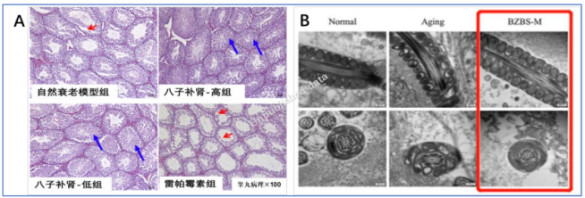 探索抗衰老研究新途径 促进有生命质量的老龄化